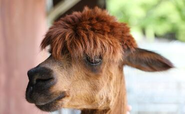 Tiergestützte Pädagogik 