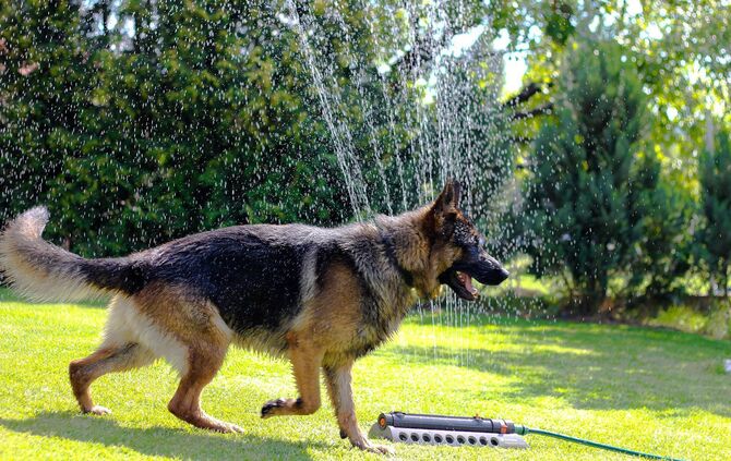 Hund Hitze Symbol