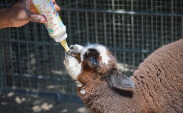 Weil Noras Mutter Daphne starb, wird das Fohlen von Hand aufgezogen.