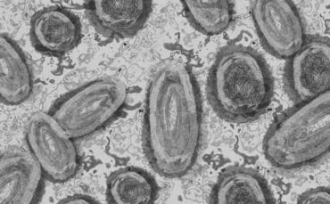 Affenpocken Symbolbild