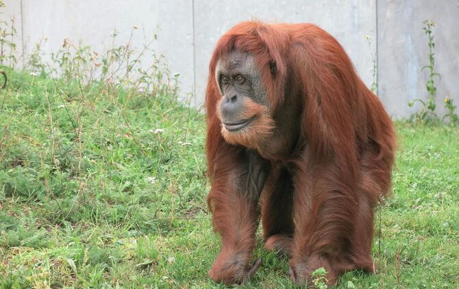 KW 27b Wilhelma gibt die letzten Orang-Utans ab Bild 2 Moni Foto Amy Parish 08.07.2022