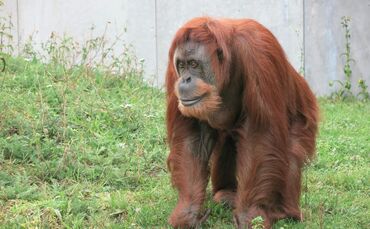 KW 27b Wilhelma gibt die letzten Orang-Utans ab Bild 2 Moni Foto Amy Parish 08.07.2022