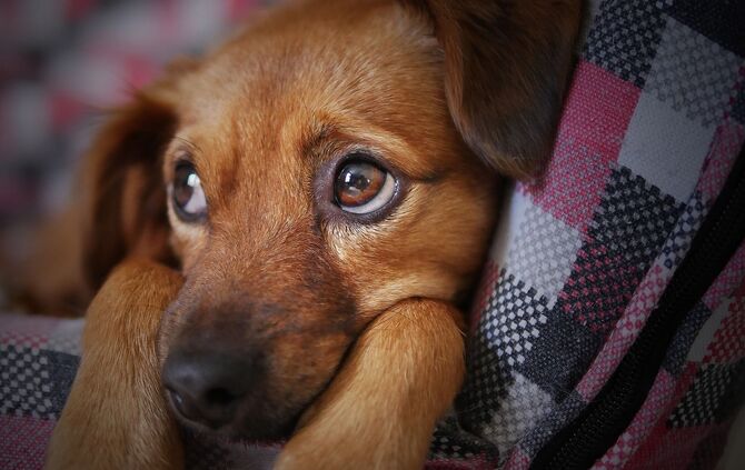 Hund Feature