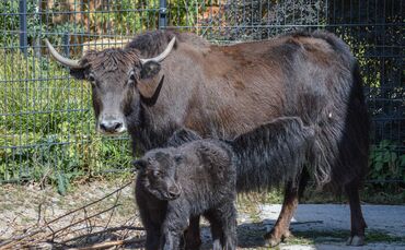 KW 30b Zwei Kälber bei Hausyaks geboren 27.07.2022 Bild 1