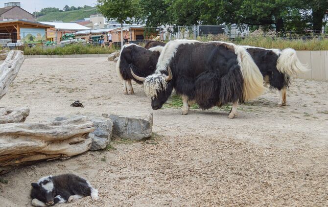 KW 30b Zwei Kälber bei Hausyaks geboren 27.07.2022 Bild 5