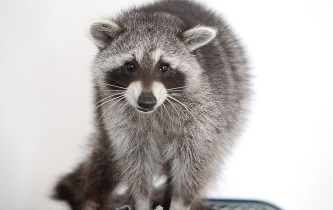 Weinstadt-Schnait Hans Ruff Wie geht es weiter mit Joggi, kommt er in ein Wildgehege? Waschbär