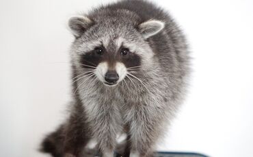 Weinstadt-Schnait Hans Ruff Wie geht es weiter mit Joggi, kommt er in ein Wildgehege? Waschbär