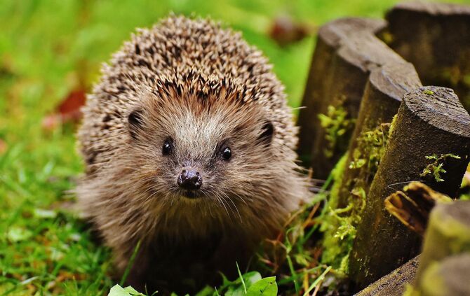 Igel Symbol Symbolbild Symbolfoto