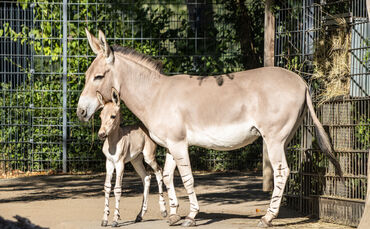 KW 31a Fohlen bei den Somali-Wildeseln 03.08.2022 Bild 3