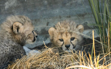 KW 31a Erstmalig Zucht von Geparden in Wilhelma geglückt 02.08.2022 Bild 1