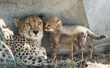 KW 31a Erstmalig Zucht von Geparden in Wilhelma geglückt 02.08.2022 Bild 2