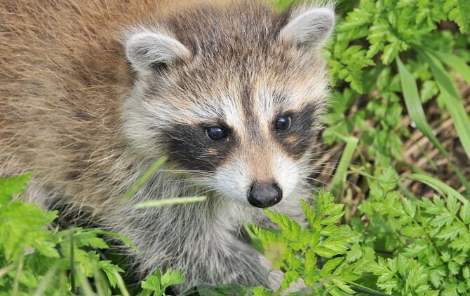 Waschbär Symbol Symbolbild Symbolfoto