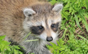 Waschbär Symbol Symbolbild Symbolfoto