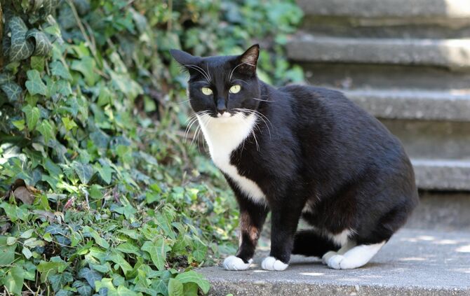Katze