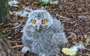 Nachwuchs bei den Schneeeulen