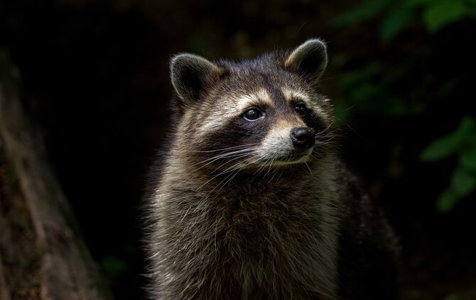 Waschbär Symbolbild