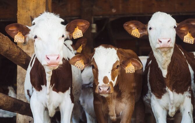 cows-g346c9655a_1920