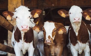 cows-g346c9655a_1920