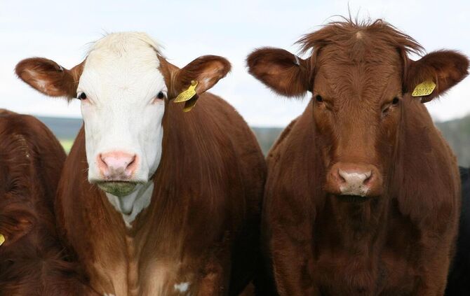 cows-gd1056e50c_1920