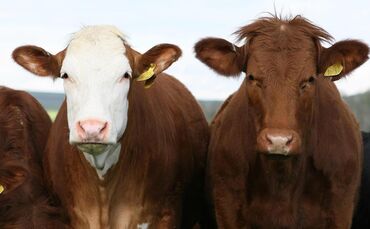 cows-gd1056e50c_1920