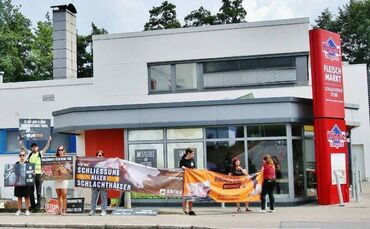 Tierquälerei in Schlachthof? - Metzgereibetrieb stellt Schlachtbetrieb ein - Veterinär geht mit Elektroschocker auf einzelne Tie