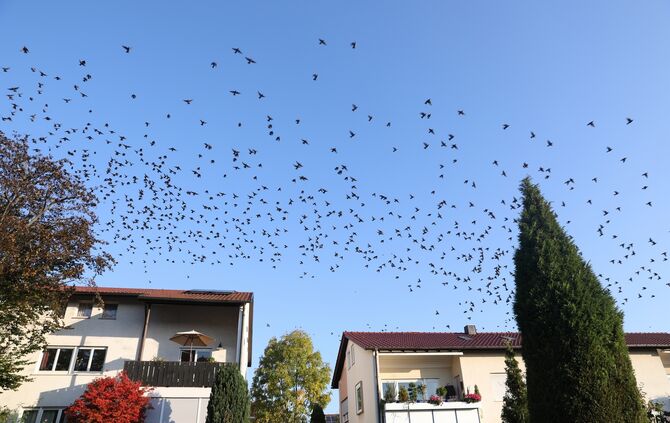 Vogelschwarm