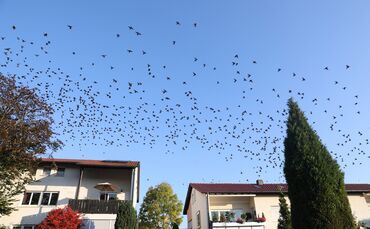 Vogelschwarm