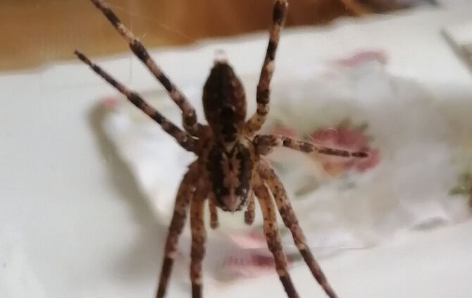 Nosferatu-Spinne in Fellbach, 1.9.22