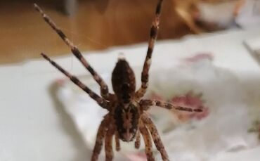 Nosferatu-Spinne in Fellbach, 1.9.22