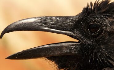 Krähe Vogel Symbolfoto