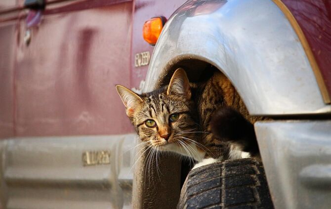 rihaij  - cat-gb6c5ba49a_1920