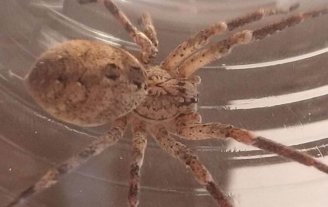 Nosferatu-Spinne bei Jens Timm in Waiblingen