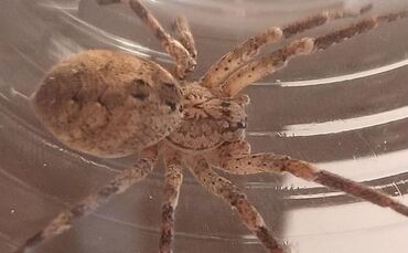 Nosferatu-Spinne bei Jens Timm in Waiblingen