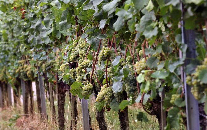 Wein Weinberg Trauben Traube Rebe Weinreben Obstbau Weinbau Wengert Weintrauben Symbol Symbolbild Symbolfoto