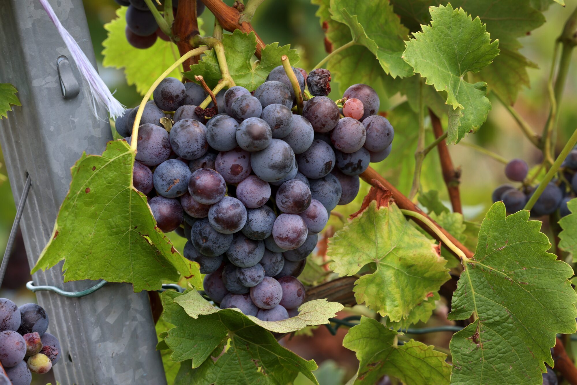 Trauben für besondere Anlässe: Achim Stilz wird neuer Stadtwinzer in