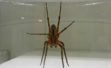 Nosferatu Leserfoto Schäfer