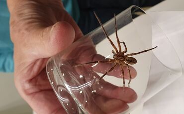 Kopie von Nosferatu Weinstadt