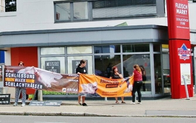 Tierquälerei in Schlachthof? - Metzgereibetrieb stellt Schlachtbetrieb ein - Veterinär geht mit Elektroschocker auf einzelne Tie