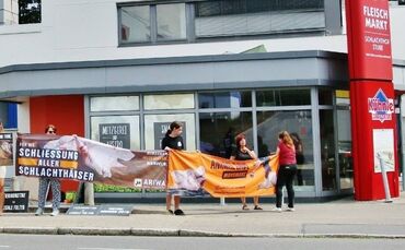 Tierquälerei in Schlachthof? - Metzgereibetrieb stellt Schlachtbetrieb ein - Veterinär geht mit Elektroschocker auf einzelne Tie