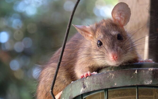 Ratte auf Vogelfutterspender