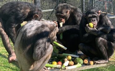Schimpansen 1