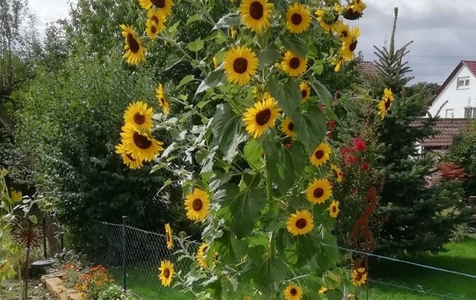 Sonnenblume Zeichnungen: Mehr als nur Ausmalbilder – Kreativität und Entspannung für Jung und Alt!