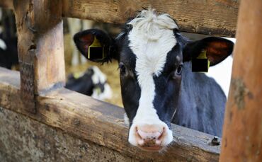 Landwirtschaft macht Schule