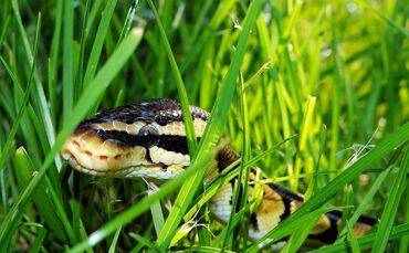 Königspython Schlange Symbol Symbolfoto Symbolbild