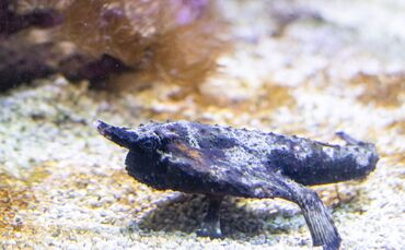 Seefledermaus Wilhelma Stuttgart