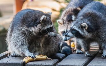 Waschbären