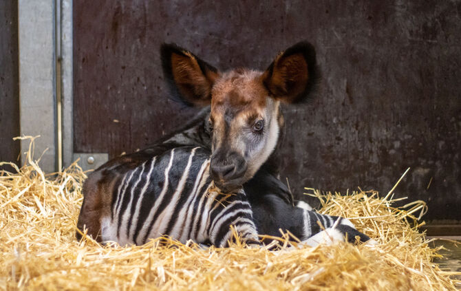 KW42a Zweiter Okapi-Nachwuchs 21.10.2022 Bild 1
