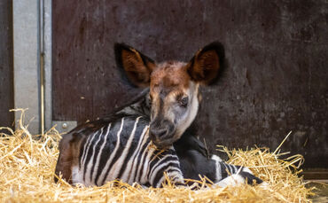 KW42a Zweiter Okapi-Nachwuchs 21.10.2022 Bild 1