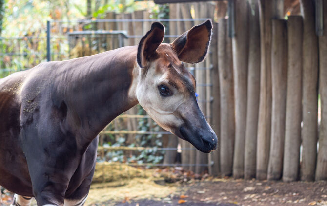 KW42a Zweiter Okapi-Nachwuchs 21.10.2022 Bild 4