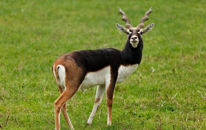 Antilope Symbol Symbolbild Symbolfoto